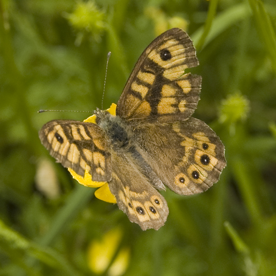 wall brown